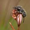 Escarabajo (Beetle)
