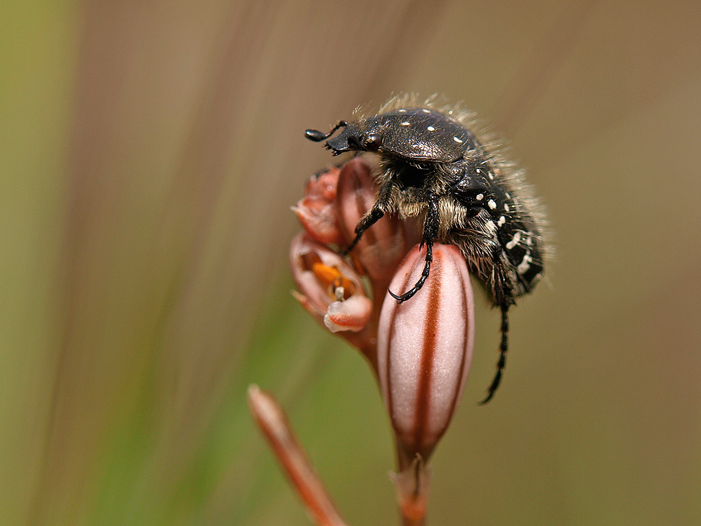 Escarabajo (Beetle)