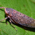 Leafhopper