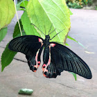 Scarlet Mormon