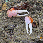 Fiddler Crab (Male)