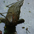 Guyana Caiman Lizard