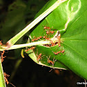 Weaver Ant nest