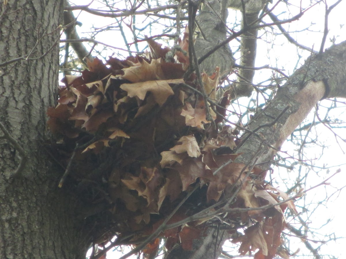 Squirrel's nest