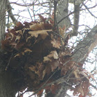 Squirrel's nest