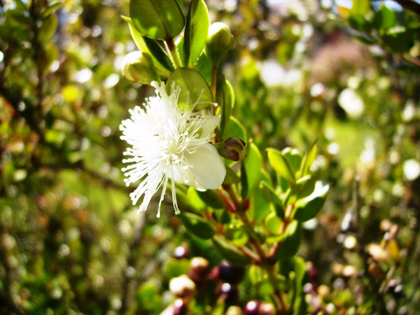 Arrayan Blanco, Chequén | Project Noah