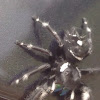 Daring jumping spider