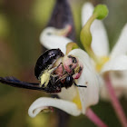 Short-Tongued Bee