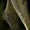 Spider in its complex web