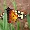 Cream-spot Tiger Moth / Crna medonjica ♀
