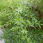 Asparagus fern (άγριο σπαράγγι)