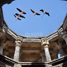 Lord Shiv Temple (Navlakho) by Jitendrasinh Sodha - Buildings & Architecture Places of Worship