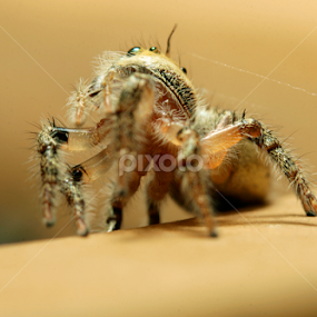 The Spider by Azman Saad - Animals Insects & Spiders