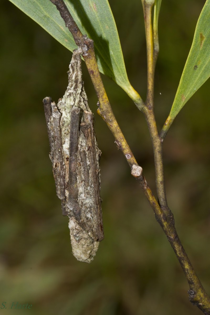 Stick Case Moth
