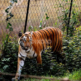 The Royal Looks by Suvajit Malik - Animals Lions, Tigers & Big Cats