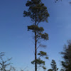 Slash pine, southern yellow pine