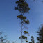 Slash pine, southern yellow pine