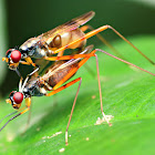Micropezid fly or Stilt-legged fly