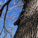 Melanistic Eastern Gray Squirrel