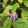 Solanum Paludosum