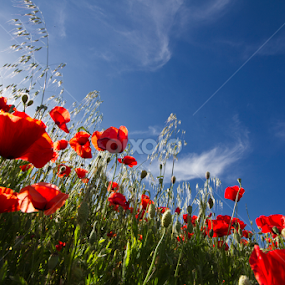 Red by Luis Reininho - Landscapes Prairies, Meadows & Fields