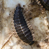 Margined carrion beetle larva (on white-tail deer remains)