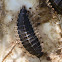 Margined carrion beetle larva (on white-tail deer remains)