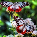 Butterfly Live Wallpaper logo