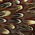 Cool Texture Background logo