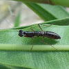 Nymph of Mantis