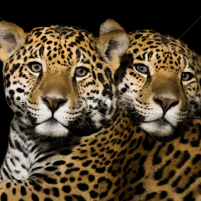 Jaguar Pair by Abeselom Zerit - Animals Lions, Tigers & Big Cats