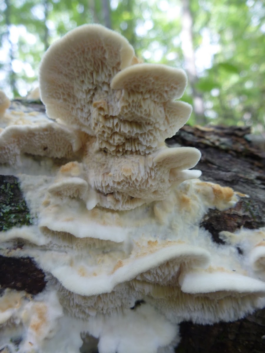 Mystery Fungus