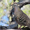 Common Bronzewing