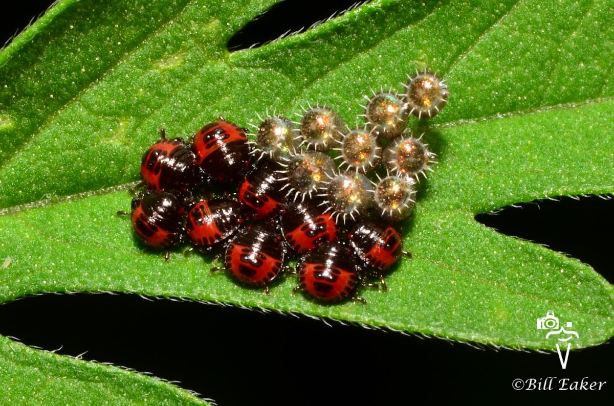 Spined Soldier Bug Nymphs Project Noah