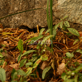 Dead & Alive by Oswald Smith - Nature Up Close Leaves & Grasses
