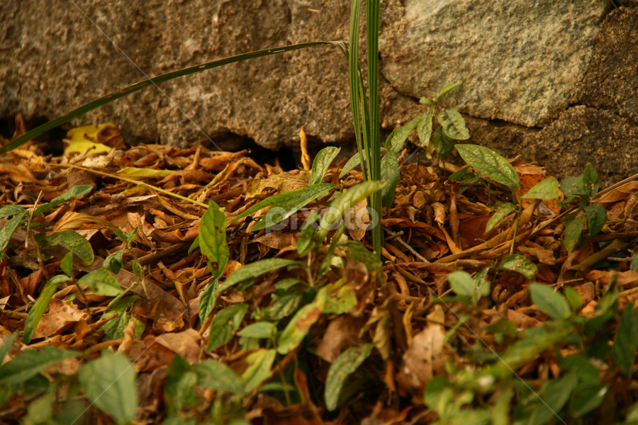 Dead & Alive by Oswald Smith - Nature Up Close Leaves & Grasses