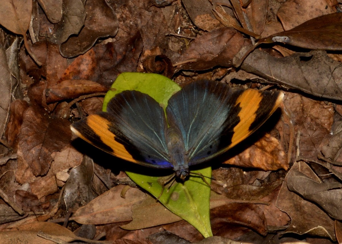 Gold Banded Forester Butterfly
