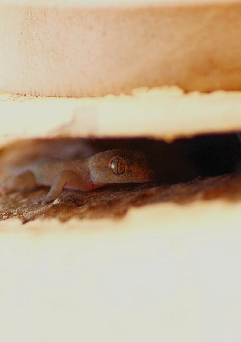 Common House Gecko