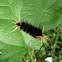 Caterpillar - Oruga