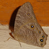 Common evening brown