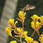Speckled Hummingbird (Female)