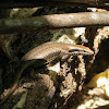 Mabuya lizard