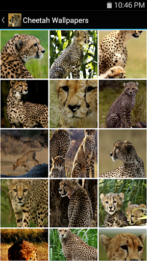 Cheetah Wallpapers