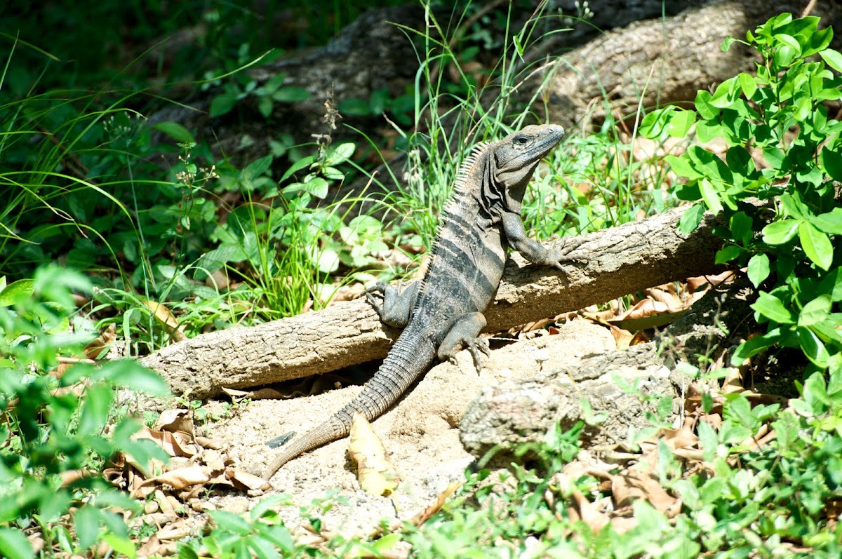 Black Spiny-tailed Iguana