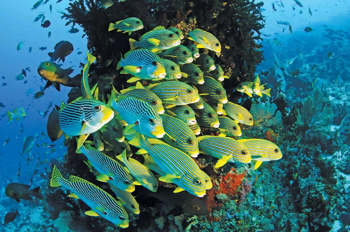 tropical-fish-Raja-Ampa-Indonesia - Take a dive in the exotic waters of Raja Ampat, Indonesia — teeming with tropical fish — when you sail to West Papua Province with Silver Discoverer.