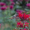Broadtailed Hummingbird
