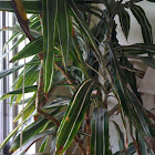 Striped Dracaena