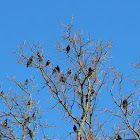 European Starling