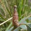 Scale gall on eucalyptus