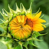 sunflower by Sabina Kos -  